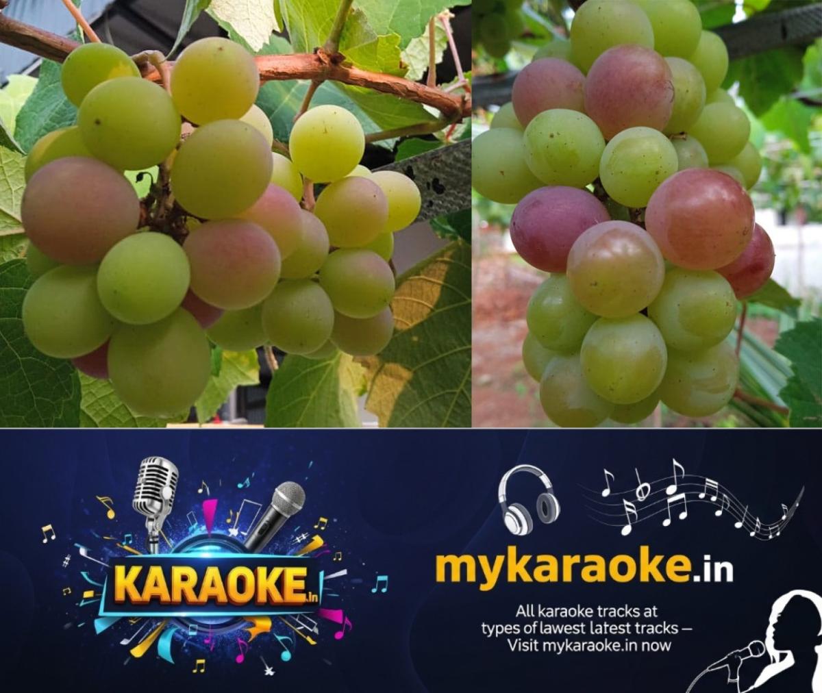newskerala.net_1772348911_grape-cultivation