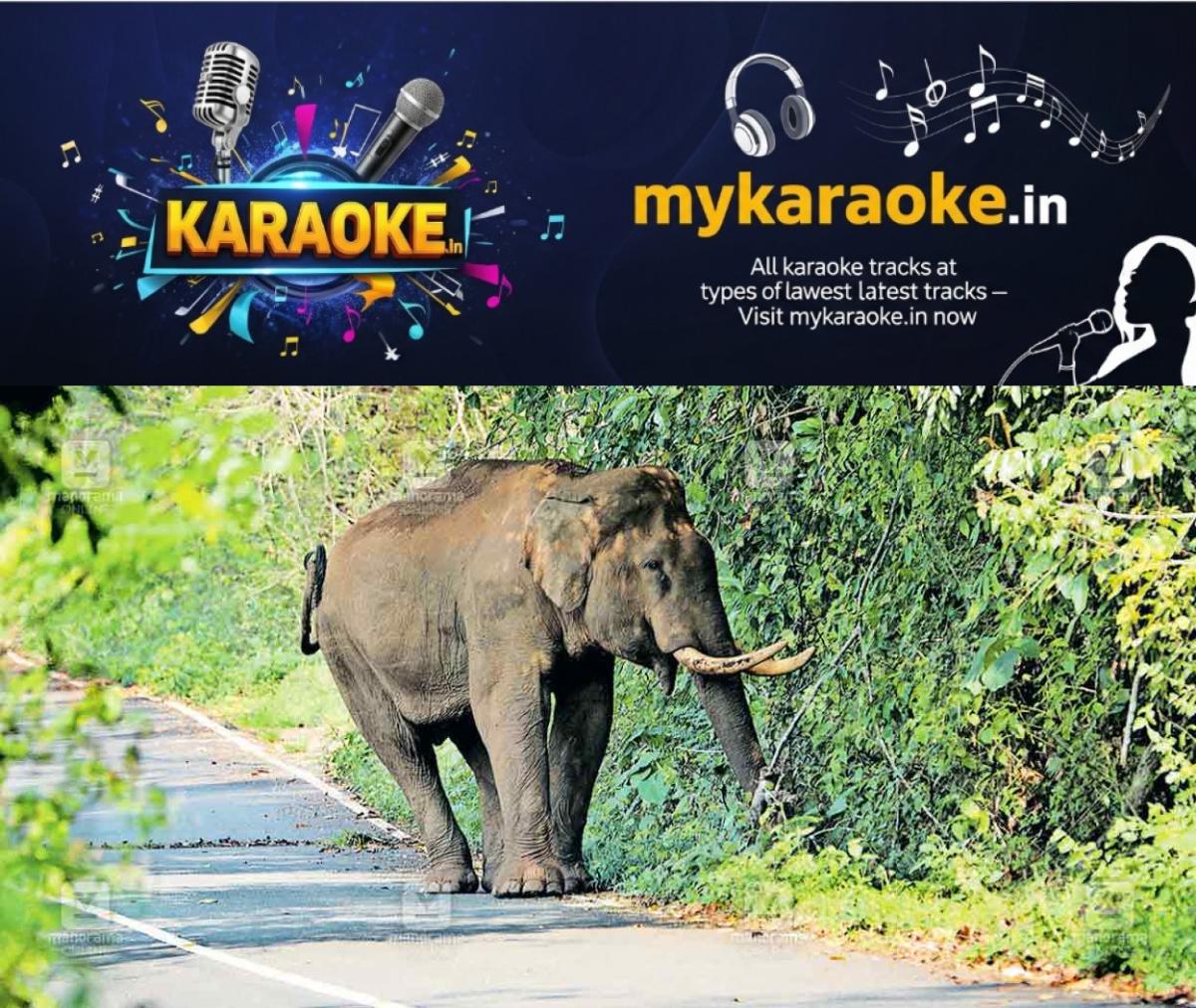 newskerala.net_1772431104_wild-elephant-ranni-perunad