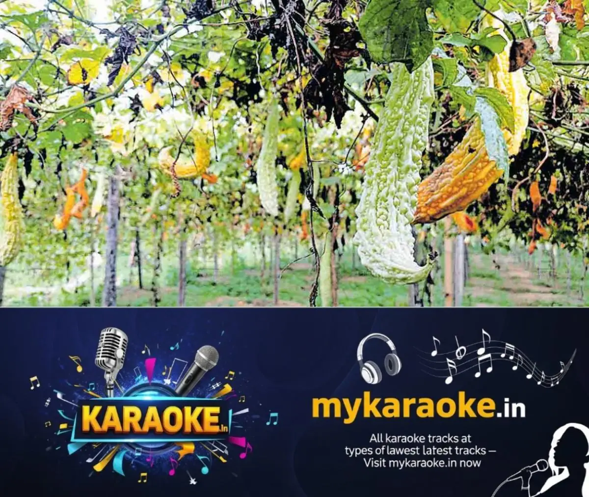 newskerala.net_1772684165_bitter-gourd-1