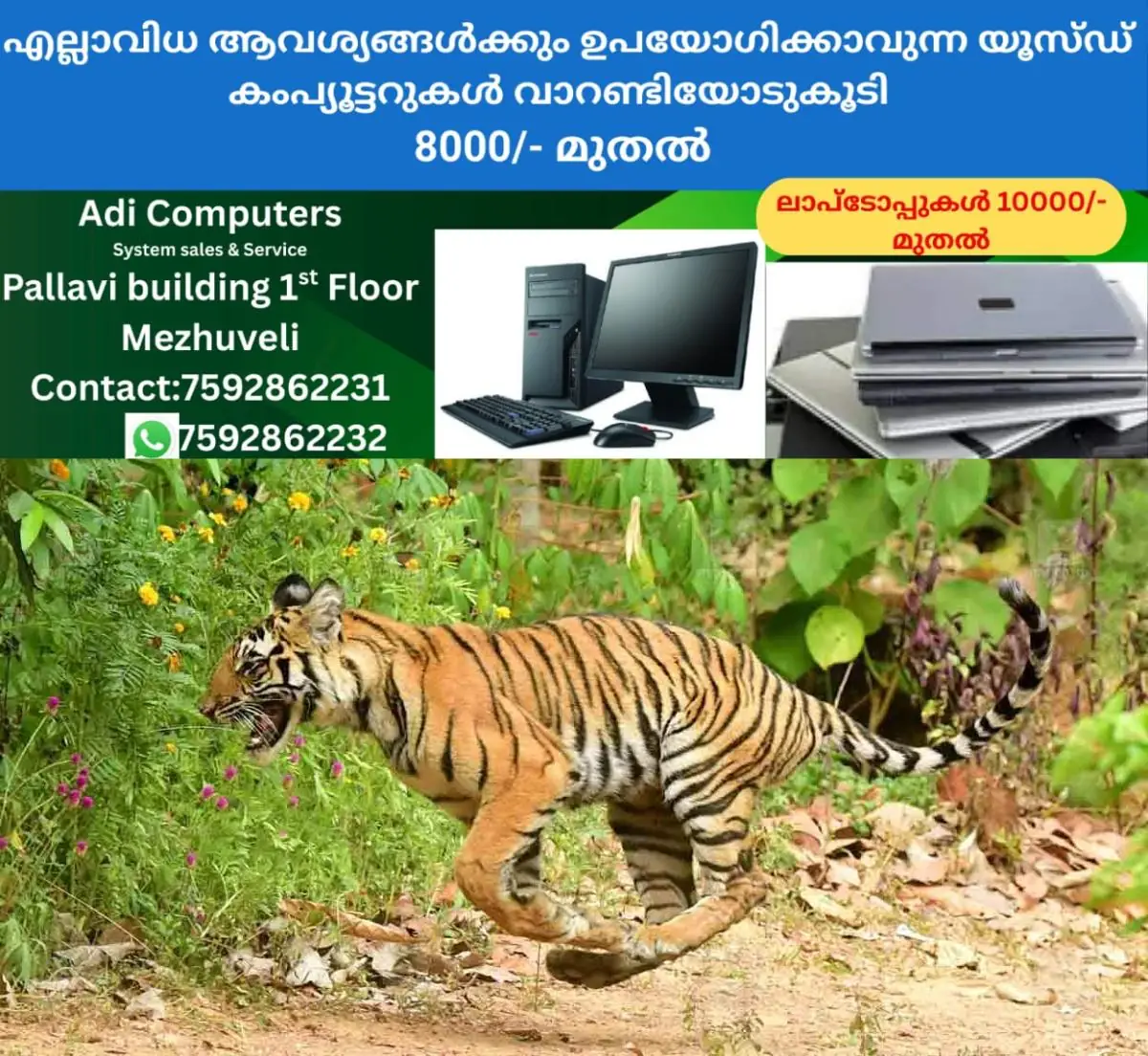 newskerala.net_1772848104_tiger