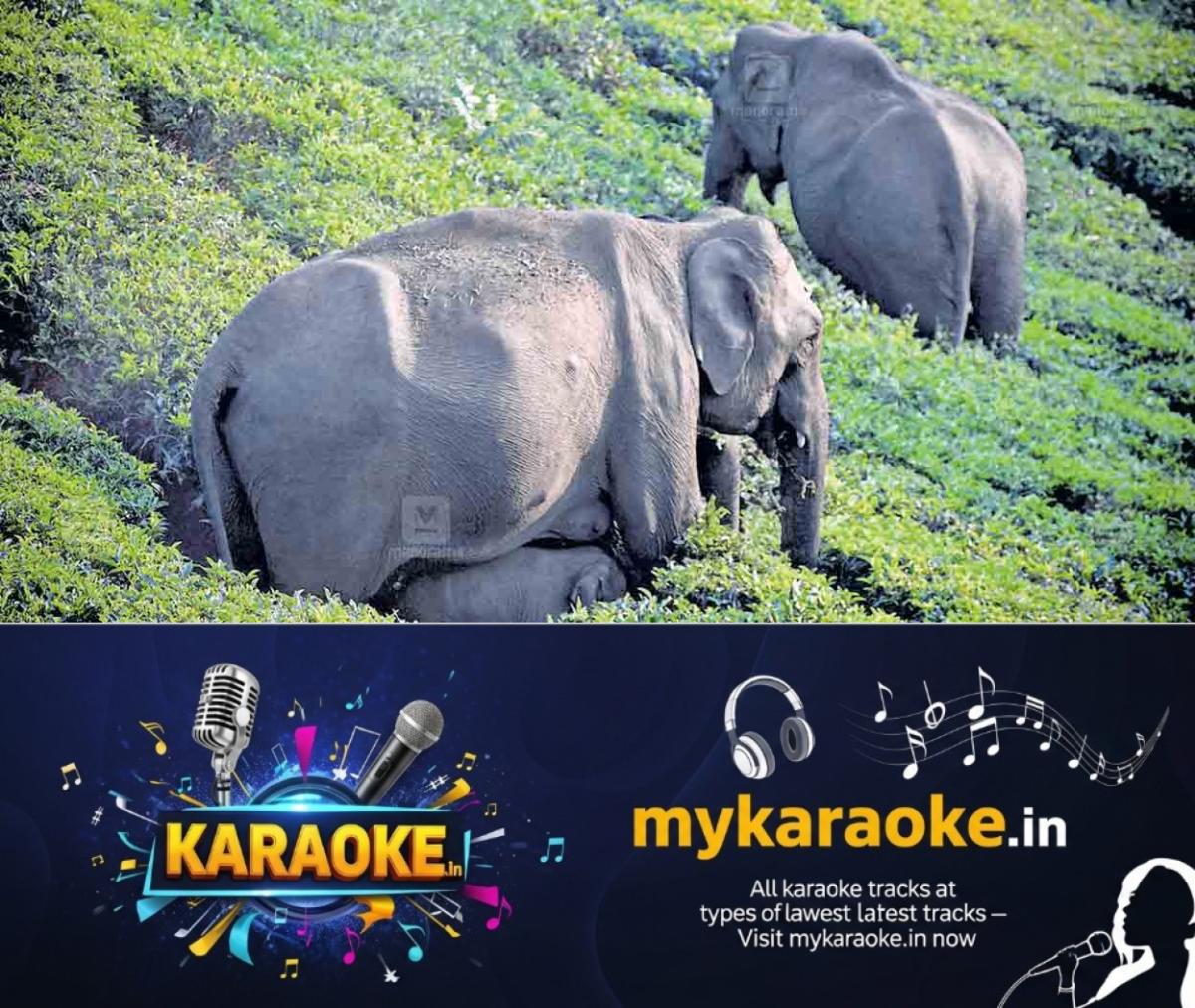 newskerala.net_1773118383_kannimala-elephant-menace-1