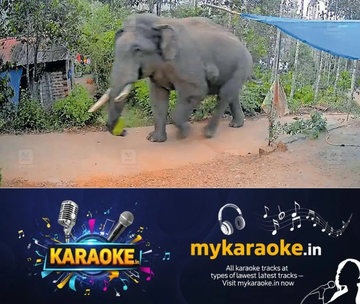 newskerala.net_1773297505_wild-elephant