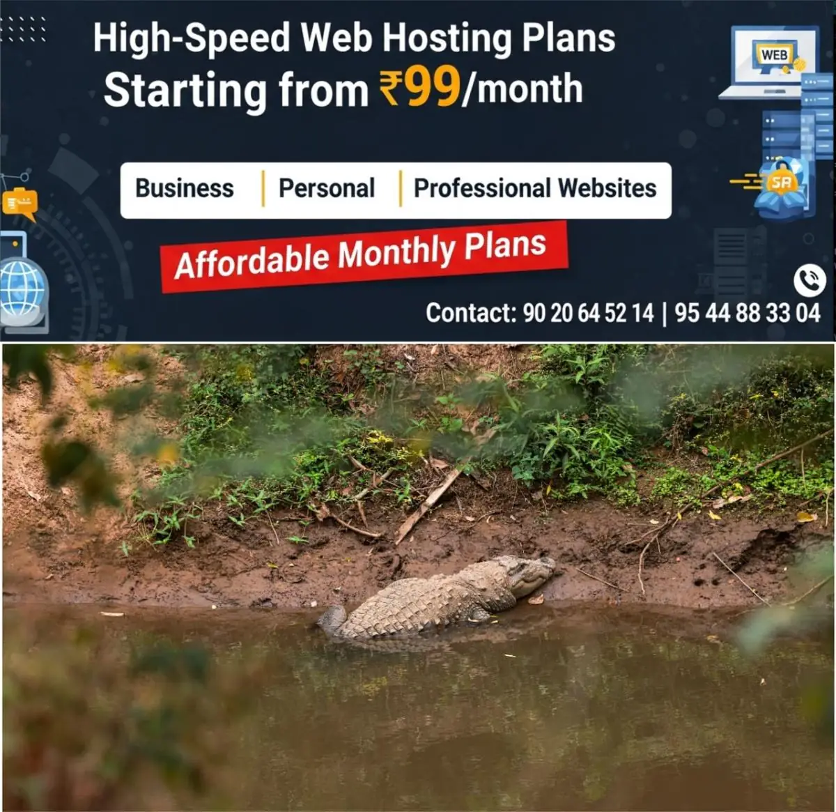 newskerala.net_1773479291_w-1280h-720format-jpgimgid-01kkns4z08rhev1b419vp82jjmimgname-crocodile-1773478771719