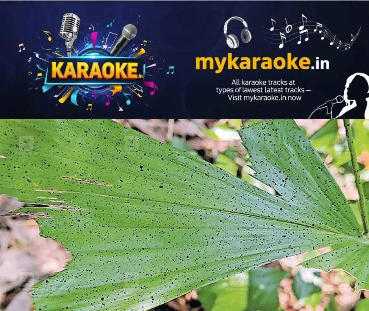 newskerala.net_1773633965_black-soot-rain-thachanattukara-1