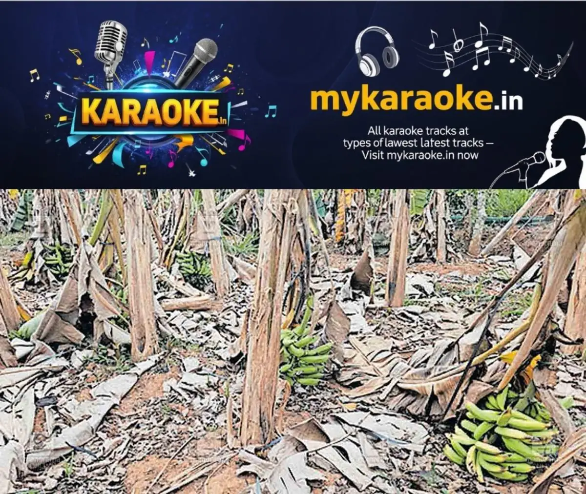 newskerala.net_1773634222_banana-crop-loss-1