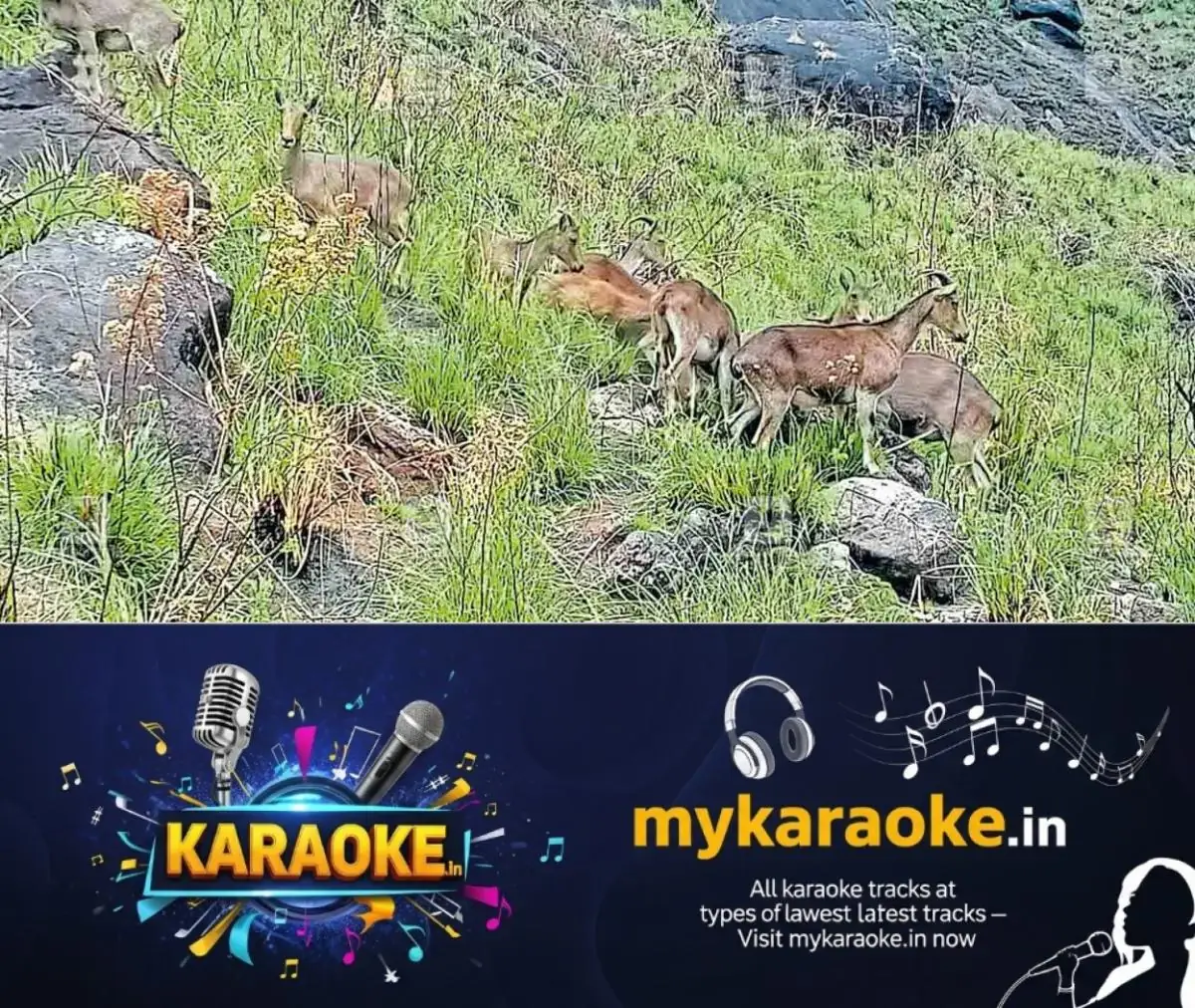 newskerala.net_1774150691_tahr-1
