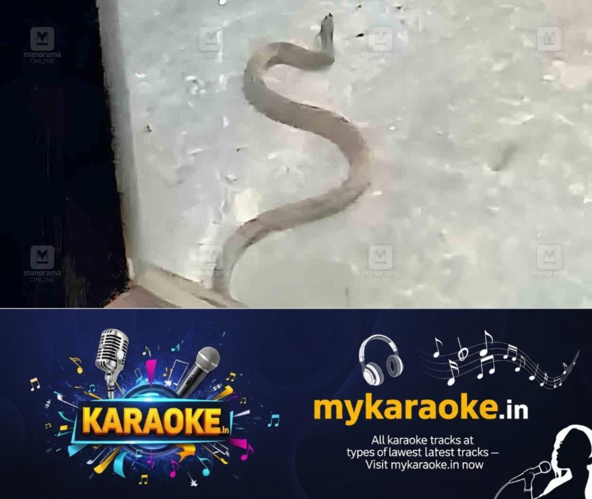 newskerala.net_1774404963_erumeli-atm-snake-2
