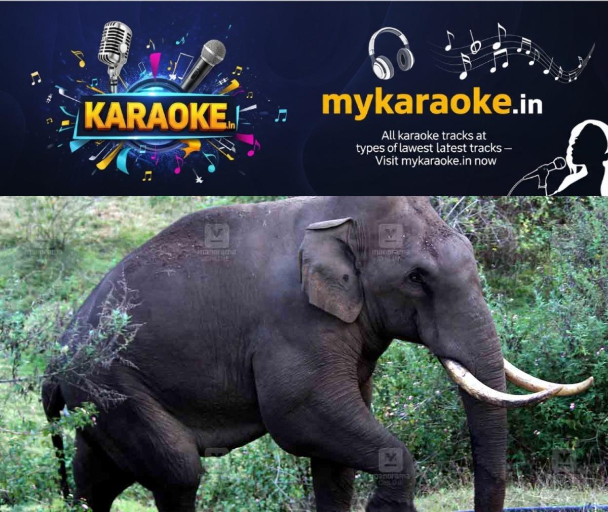 newskerala.net_1774510204_Wild-Elephant-padayappa