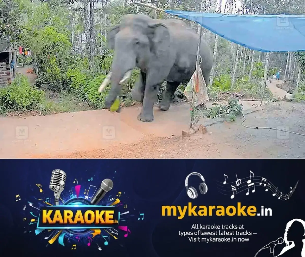 newskerala.net_1774844703_1774844550_wild-elephant-attack-wayanad-1