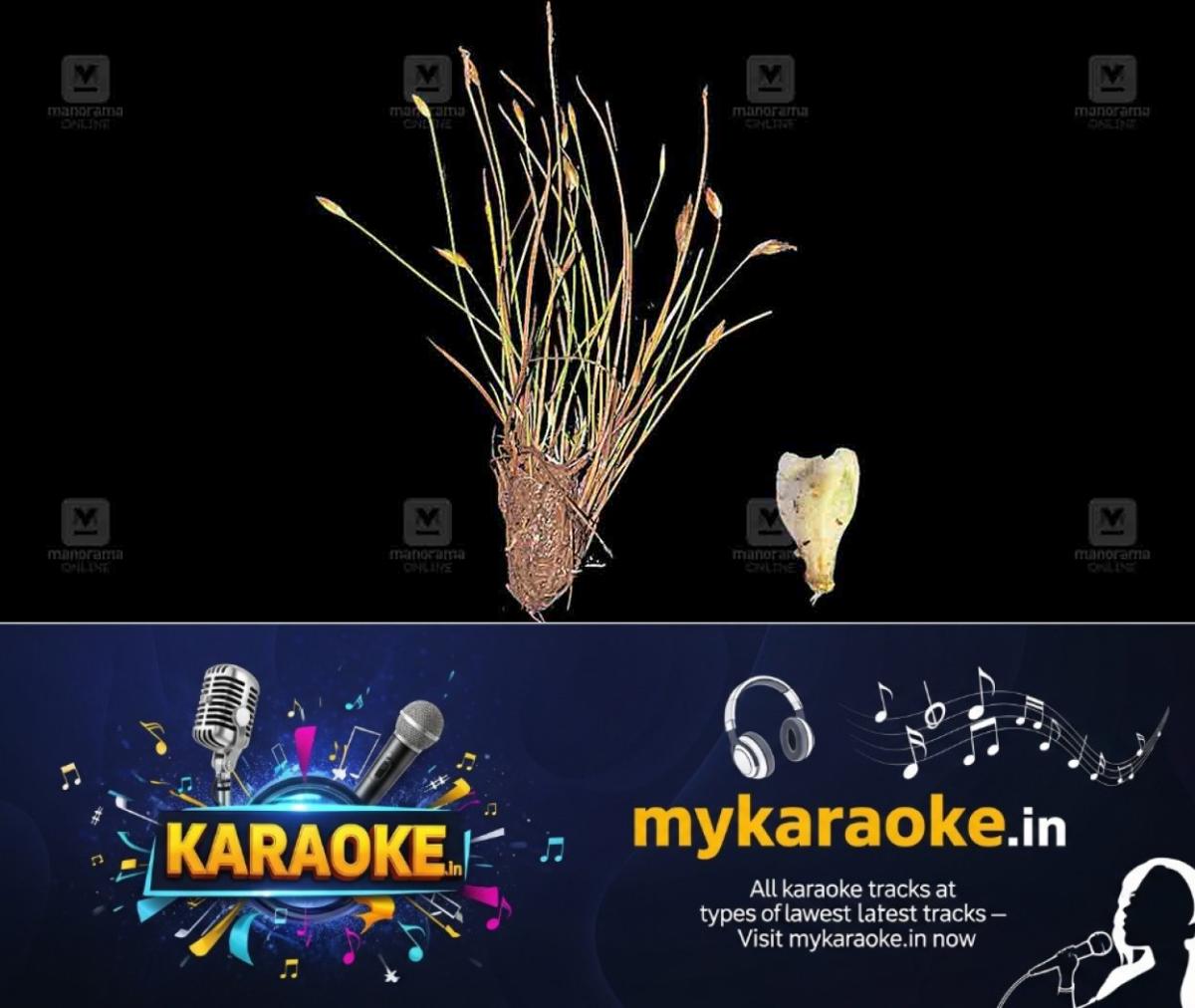 newskerala.net_1774844786_fimbristylis-prasadi-new-plant-1