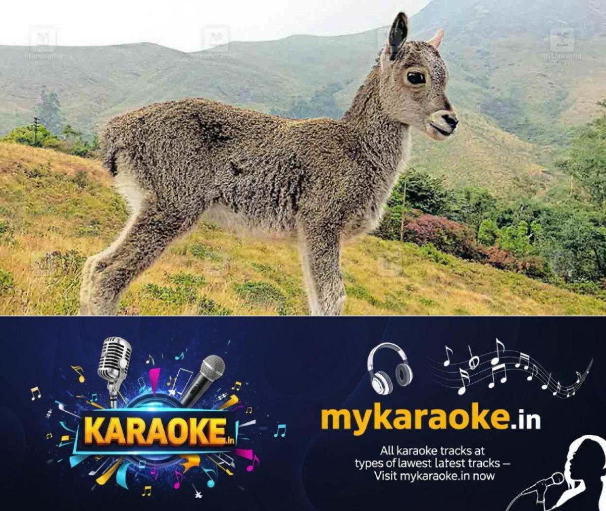 newskerala.net_1775006283_nilgiri-tahr-1
