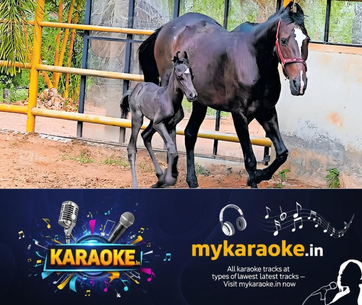 newskerala.net_1775018666_kuriyottumala-farm-horse-birth-1