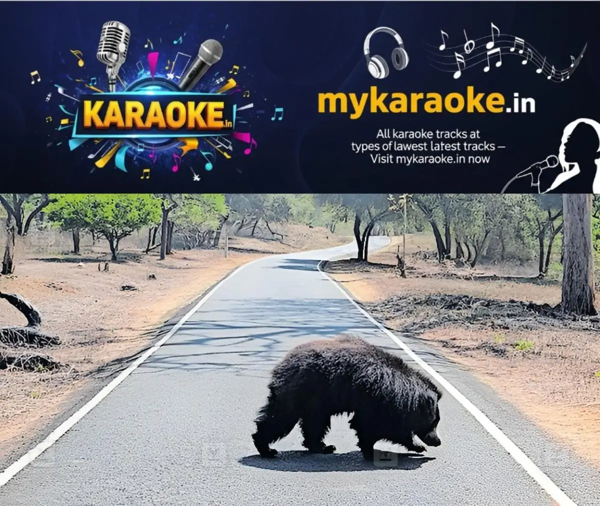 newskerala.net_1775100387_masinagudi-mayar-road-bear-1