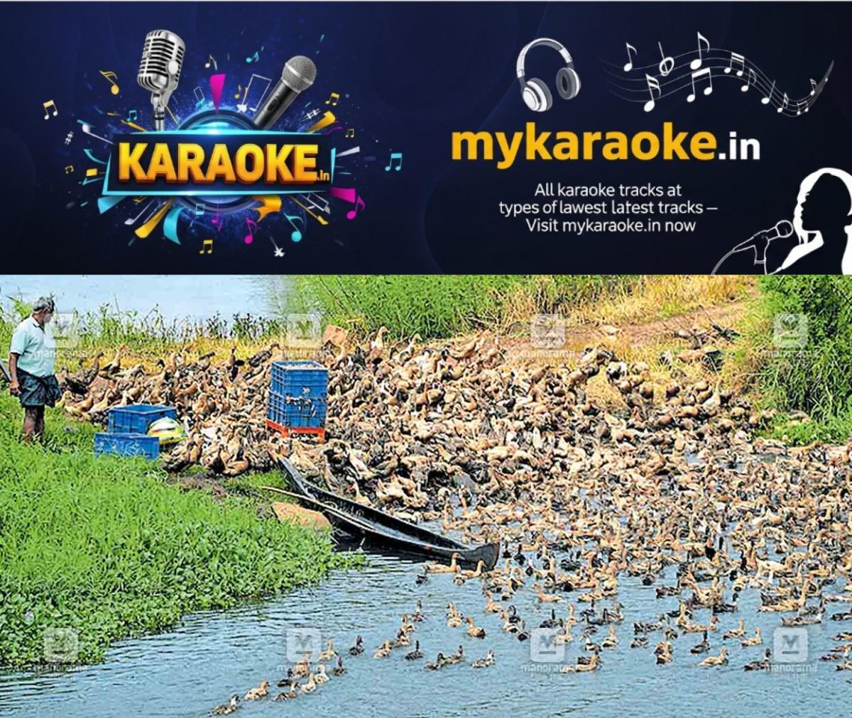 newskerala.net_1775190726_duck-thayankari-chunkam-paadi-field