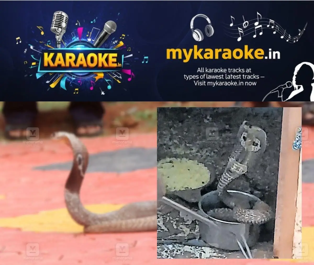 newskerala.net_1775523012_kozhikode-snake