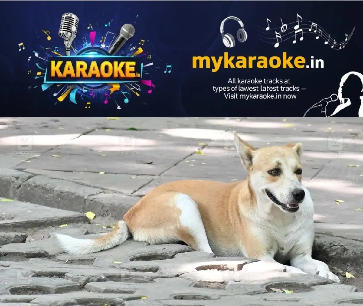 newskerala.net_1775527464_dog