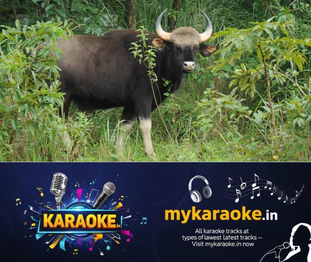newskerala.net_1775538985_Gaur-pta