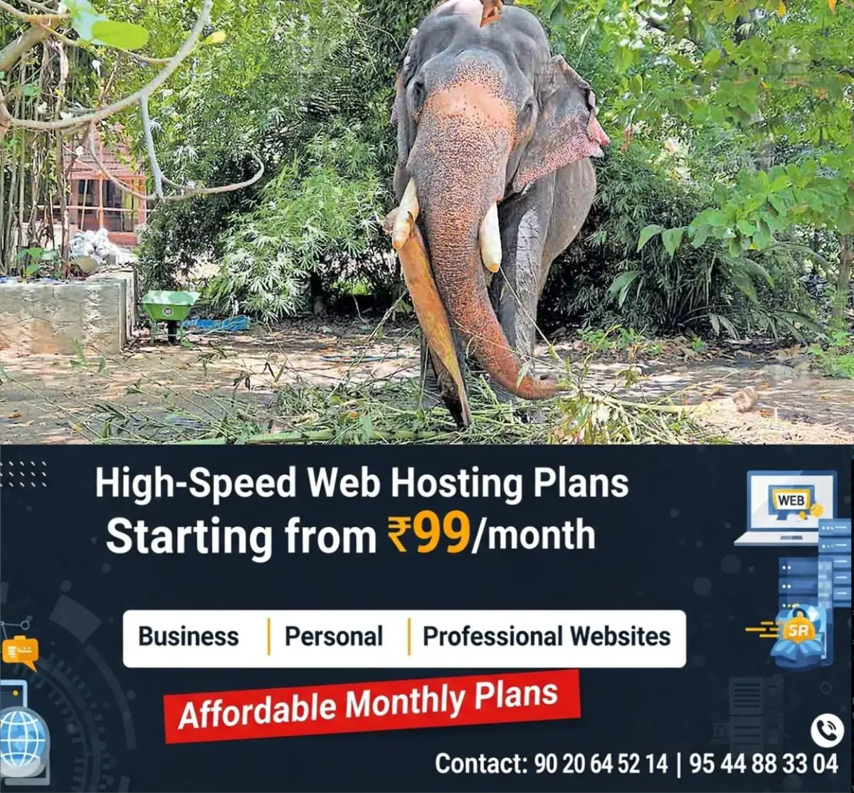 newskerala.net_1775625864_thr-elephant-food