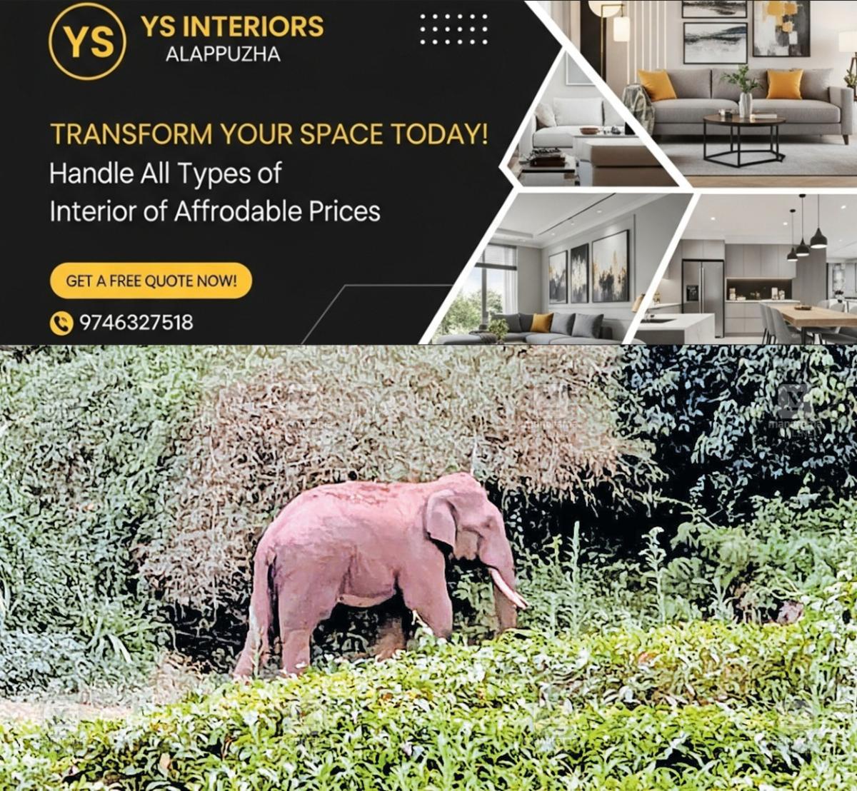 newskerala.net_1776314645_wild-elephant-olivumala-1