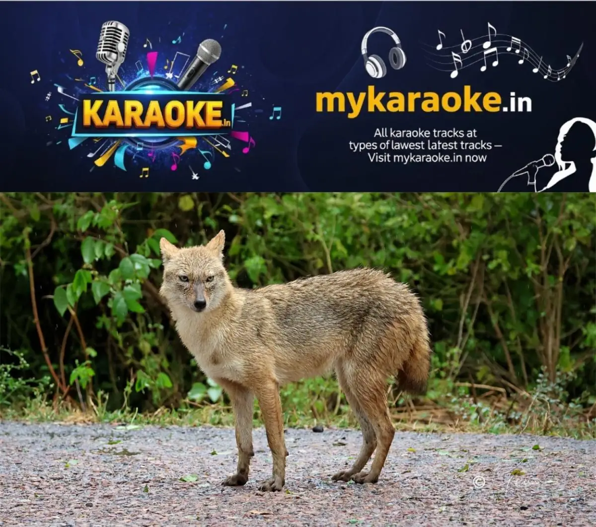 newskerala.net_1776955024_golden-jackals