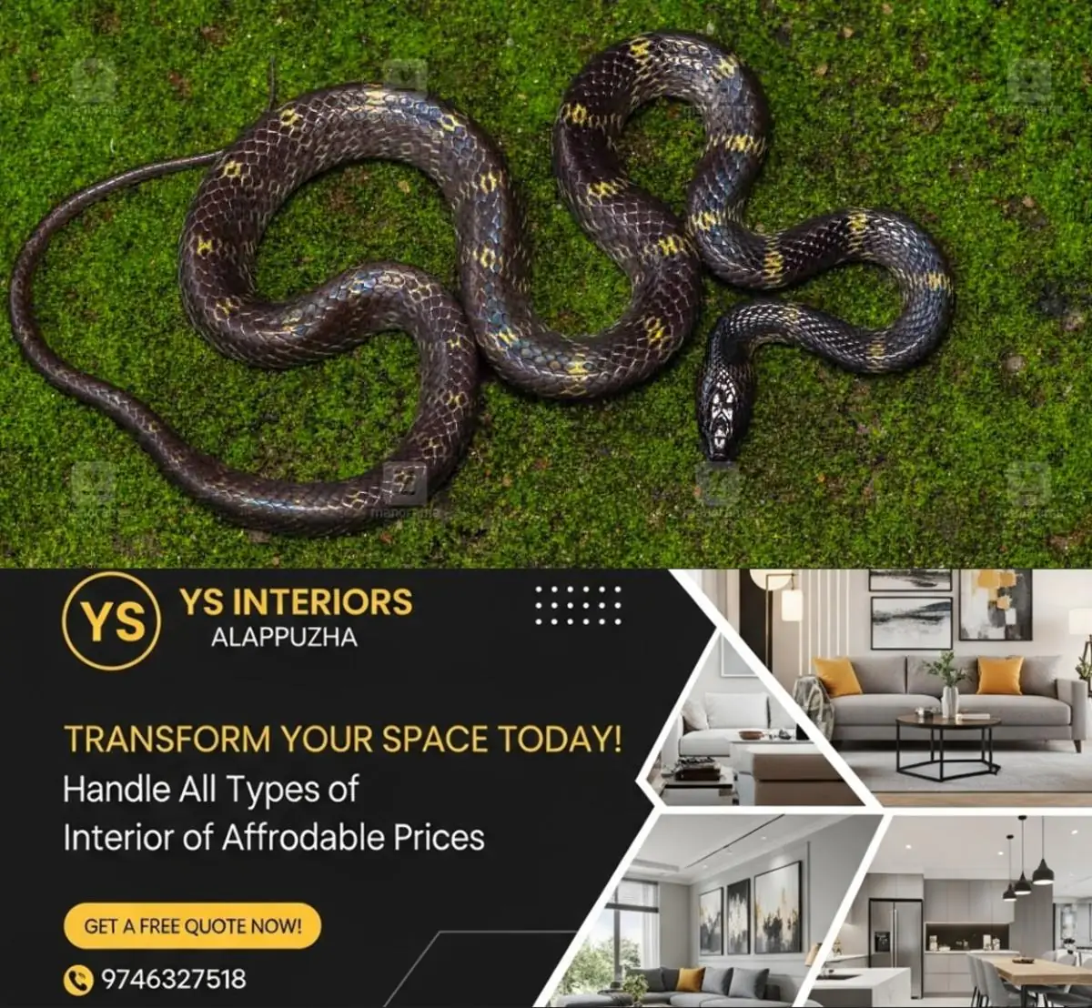 newskerala.net_1777051023_snake