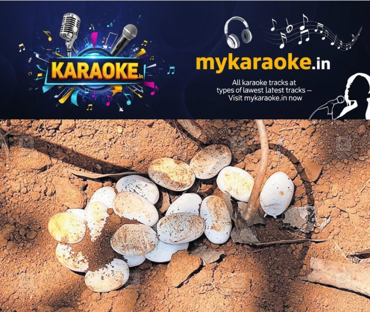 newskerala.net_1777092543_snake-cobra-eggs-1