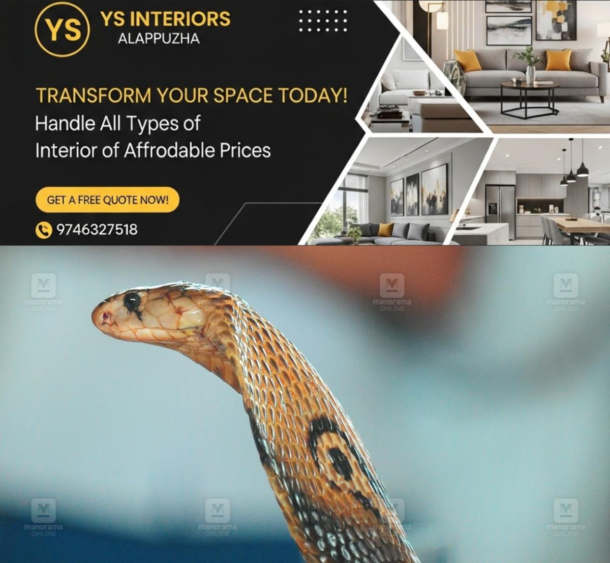 newskerala.net_1777355643_venomous-cobra-1