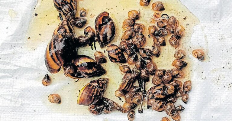african-snail-menace-vannappuram-1.jpg