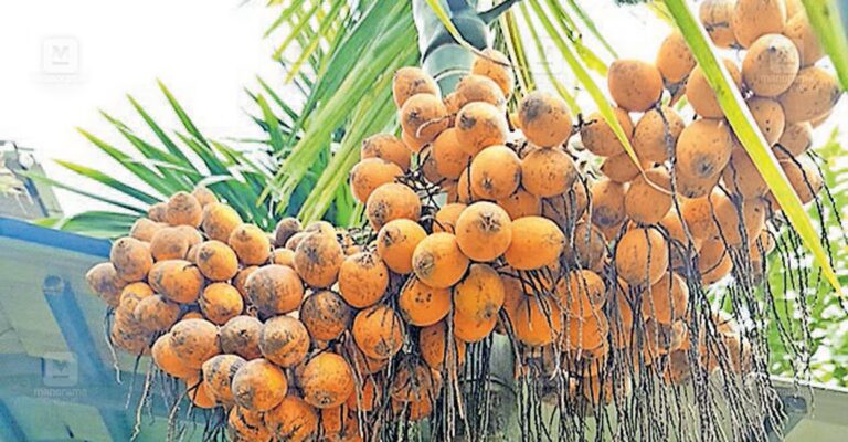 arecanut-1.jpg