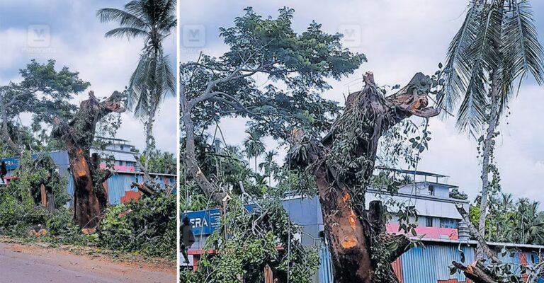 chalissery-koottanad-road-renovation-tree-loss-1.jpg
