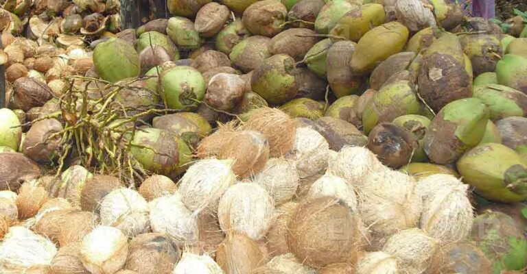 coconut-1.jpg