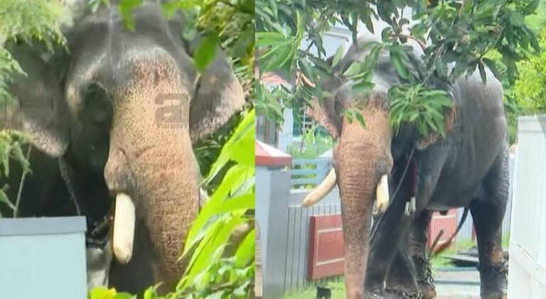 elephant-rampage-thrissur.jpg