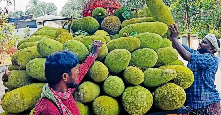farmers-concern-jackfruit-prices.jpg