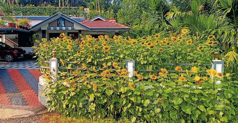 kodenchery-sunflower-garden.jpg