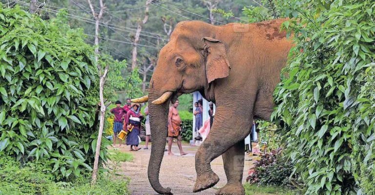 nelliyampathi-wild-elephant-farewell1.jpg