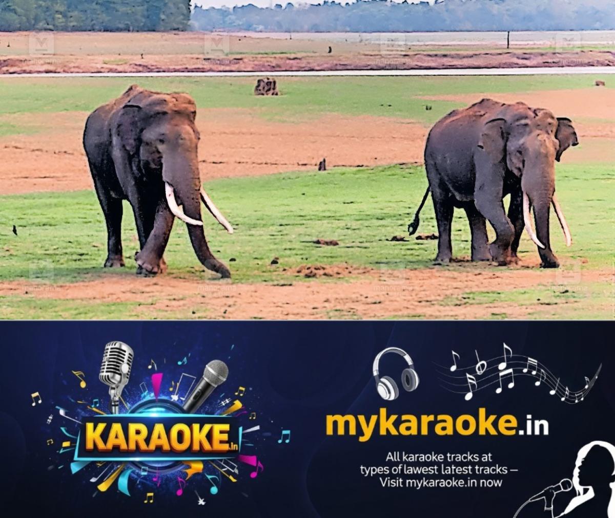newskerala.net_1777624744_kabini-river-drying-impact-elephant