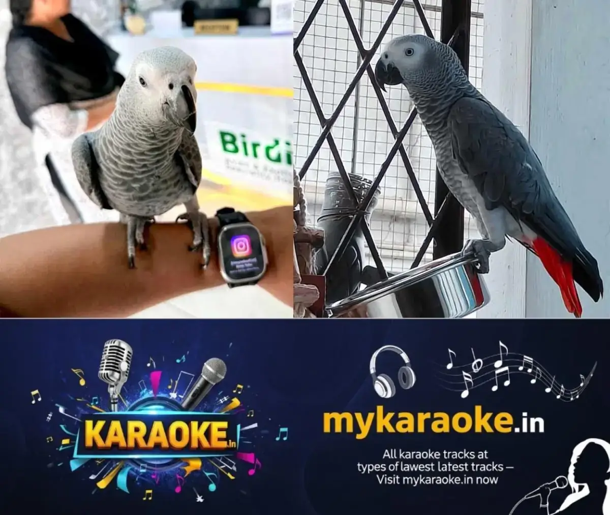 newskerala.net_1777725183_mittu-parrot-missing