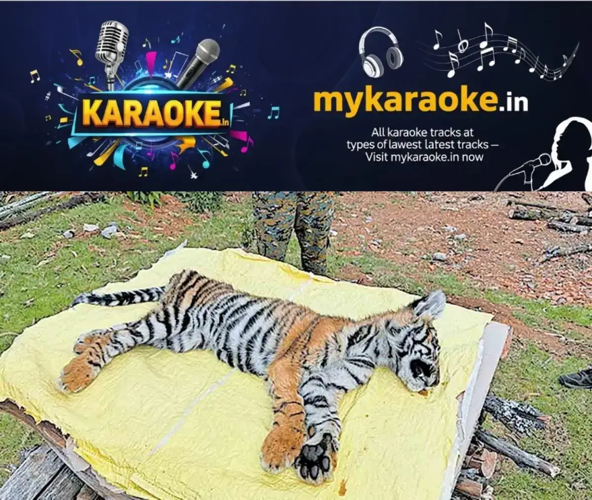 newskerala.net_1777778824_tiger-cub-dies