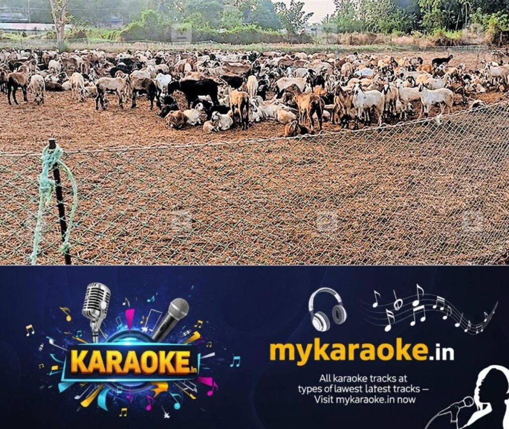 newskerala.net_1778553148_sheep-fertilizer-paddy-fields-1
