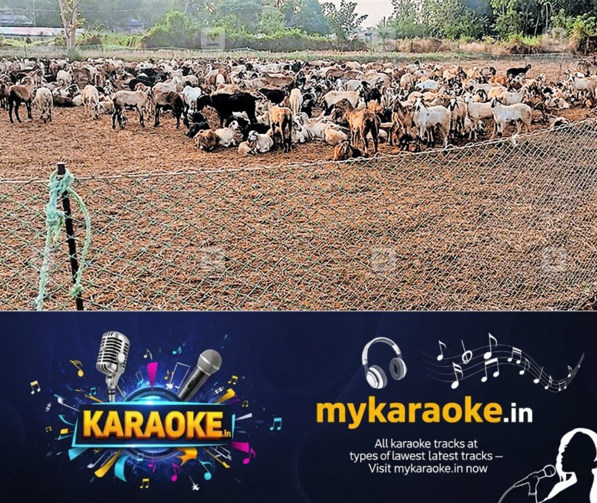 newskerala.net_1778553148_sheep-fertilizer-paddy-fields-1