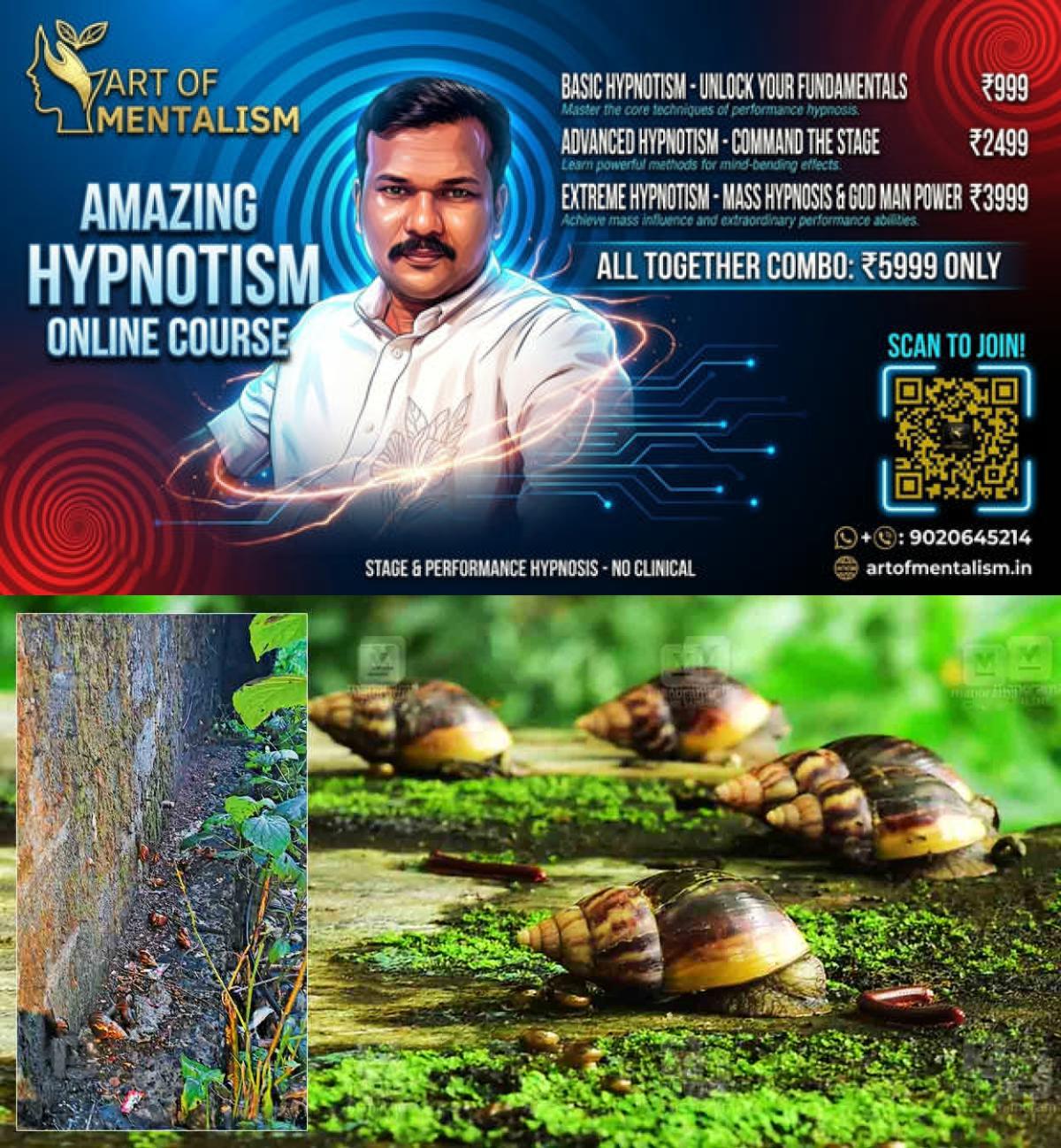 newskerala.net_1778650923_african-snail-thiruvanmiyur-news