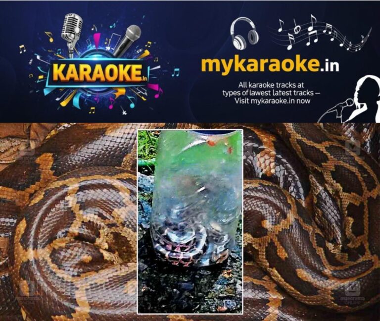 newskerala.net_1779187267_baby-Pythons