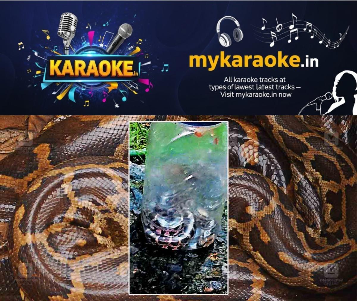 newskerala.net_1779187267_baby-Pythons