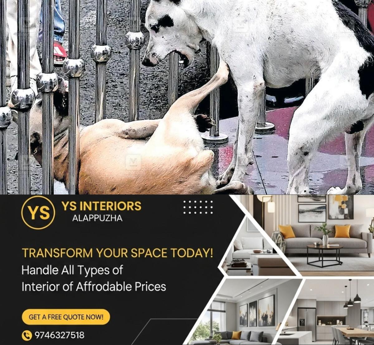 newskerala.net_1779505207_stray-dog-menace-1
