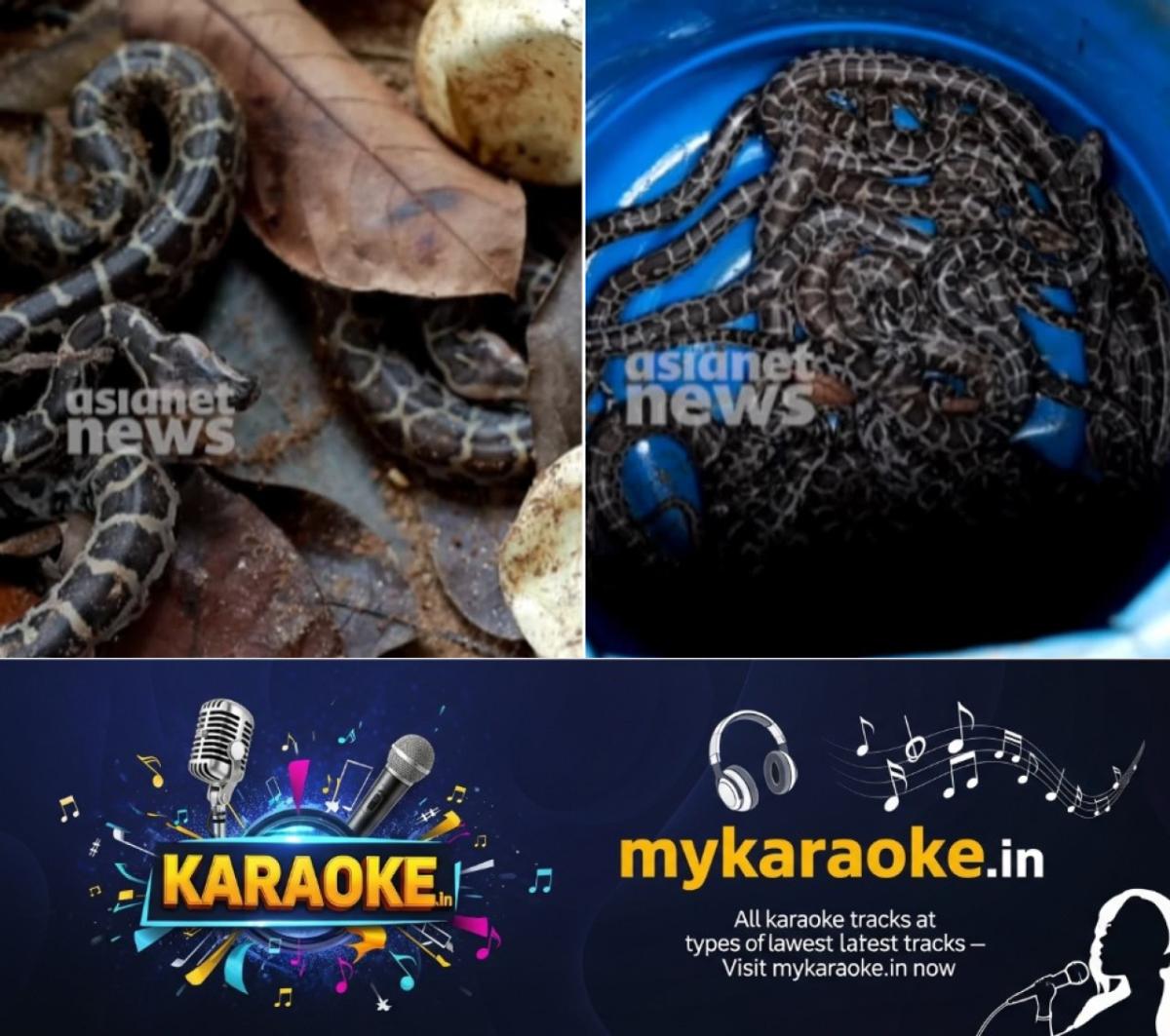 newskerala.net_1780002006_w-1280h-720format-jpgimgid-01jxh7193ns9vwnn8hk57dv8saimgname-python-1-1749703238773