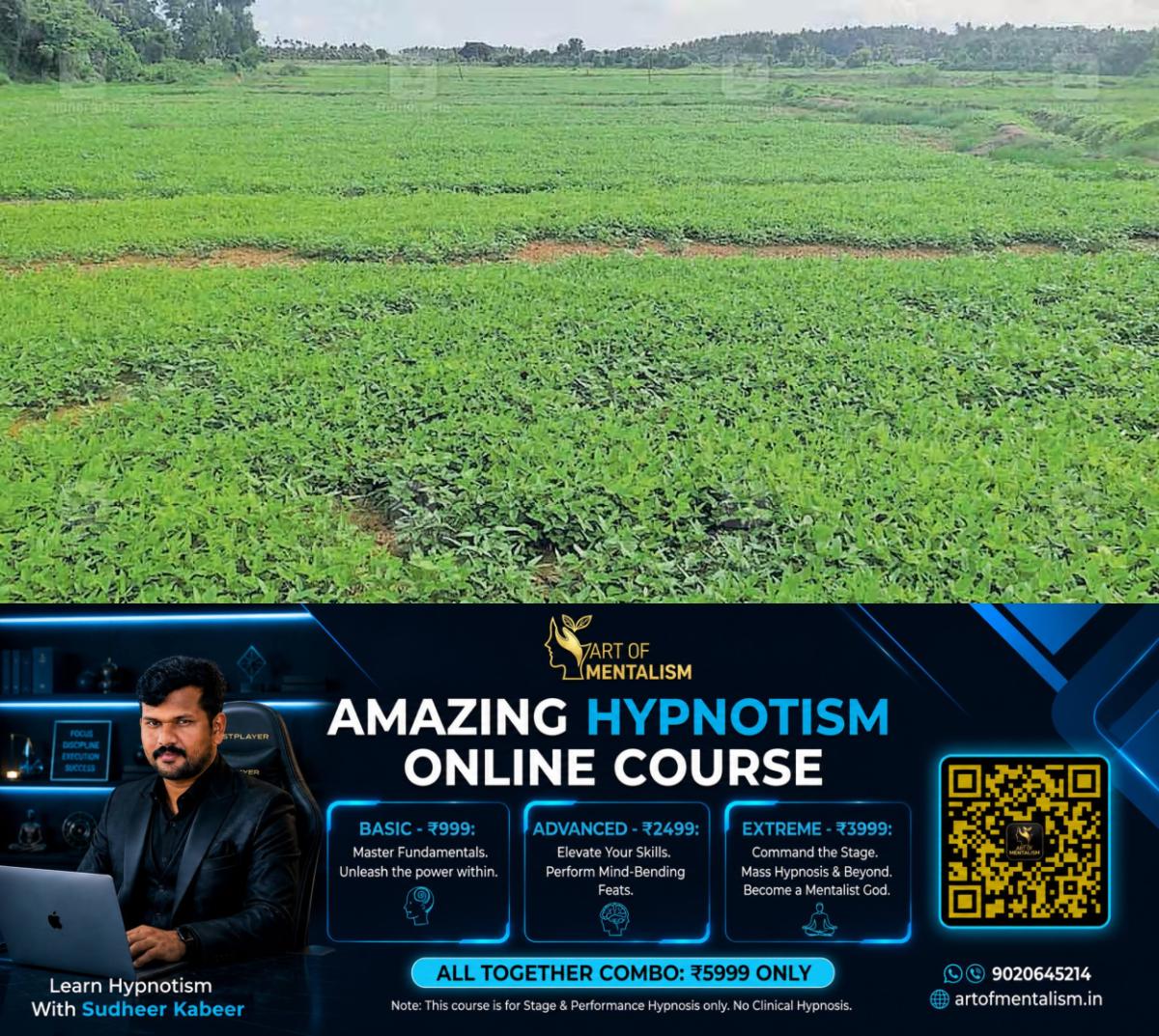 newskerala.net_1780060570_uzhunnu-cultivation-gears-up-for-harvest-in-keralas-kolpadam-fields