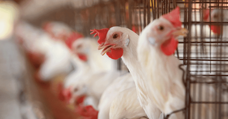 noise-pollution-poultry-impact.png