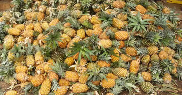pineapple-1.jpg