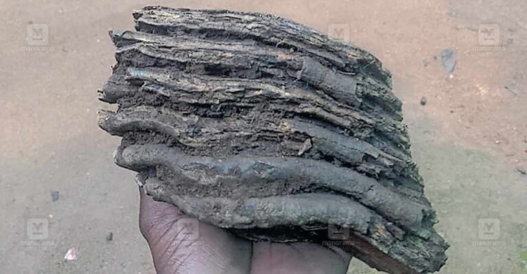 rajakumari-fossil-discovery.jpg