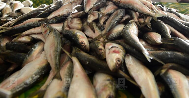 sardine-1.jpg